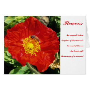 Natur-Poesie-Mohnblume