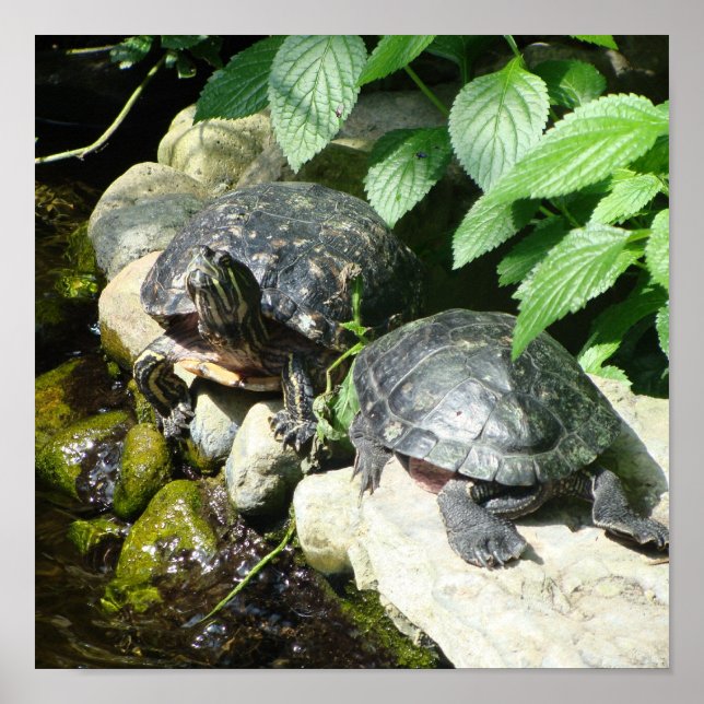 NATUR POSTER (Vorne)