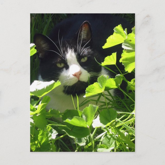 Natur Postkarte (Vorderseite)