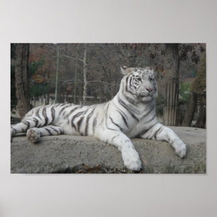 Natur Schöne Bengalische Tiger Fotografie Poster