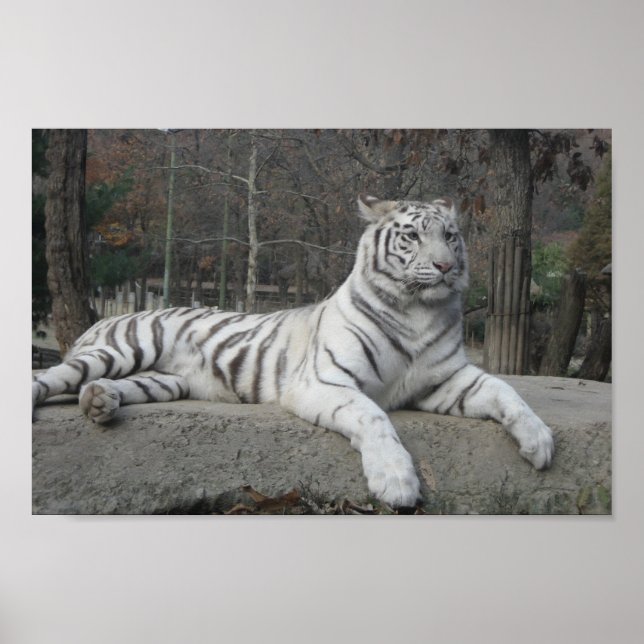 Natur Schöne Bengalische Tiger Fotografie Poster (Vorne)