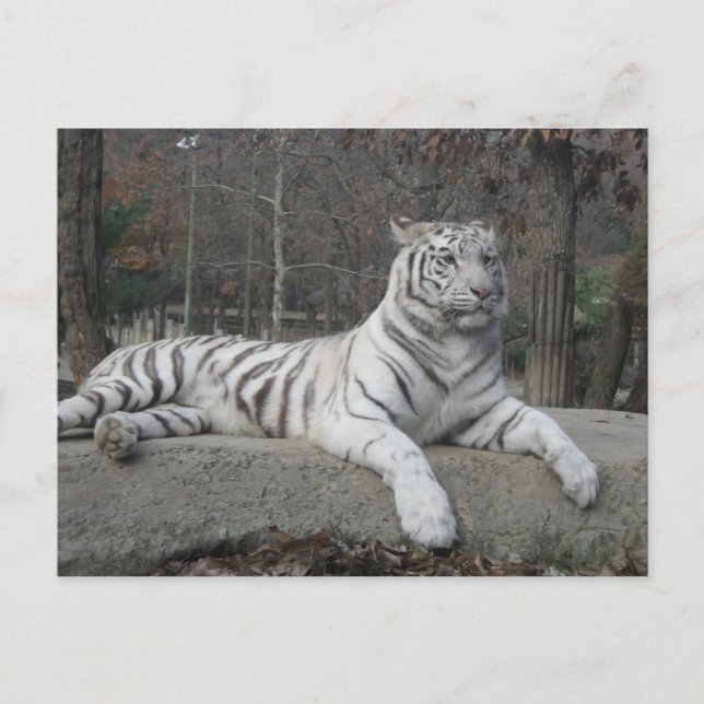 Natur Schöne Bengalische Tiger Fotografie Postkarte (Vorderseite)