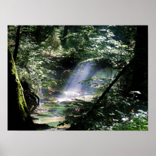 Natur Sonnenlicht durch Bäume auf dem Bach Poster
