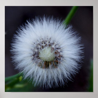 Natur und Apos; Sonne Poster