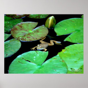 Natur unter Lilien Poster