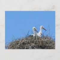 Natur, Vogel, Storch, Nest, Weiß, Tier, Himmel,