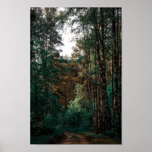 Natur Wald Birken Landschaft Belarus Poster