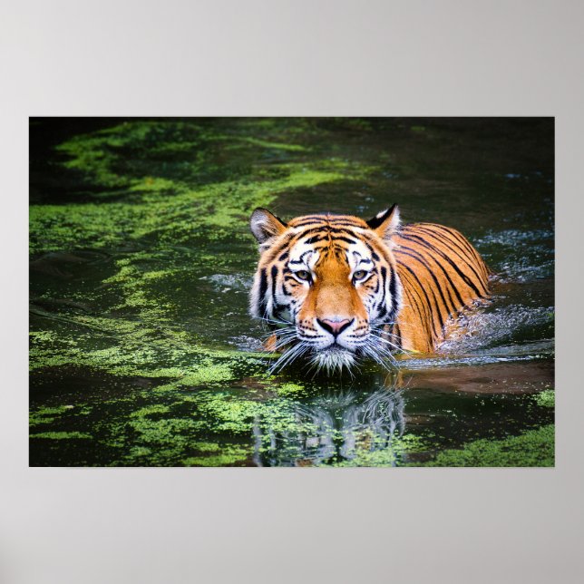 Natur Wildtiere Bengalisch Tiger in Wasserfotograf Poster (Vorne)