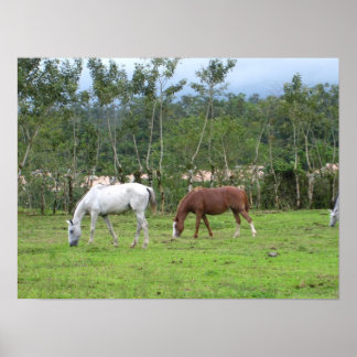 Natur - wir suchen nach Frieden Poster