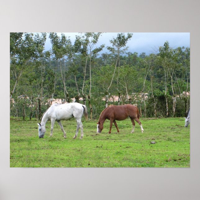 Natur - wir suchen nach Frieden Poster (Vorne)