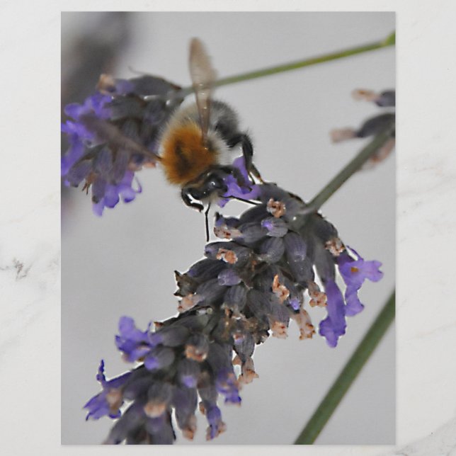 Natur Wunderbare Arbeiter (Vorderseite)