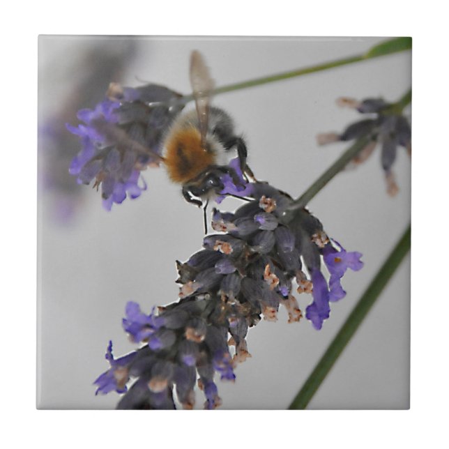 Natur Wunderbare Arbeiter Fliese (Vorderseite)