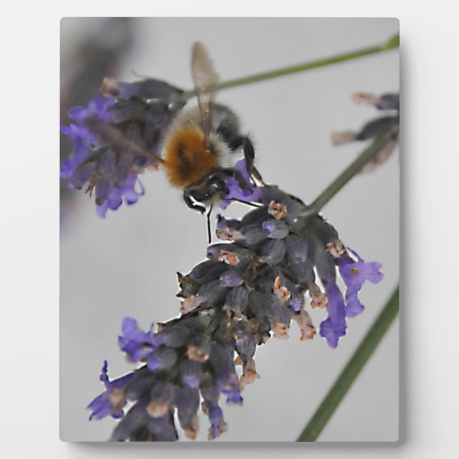 Natur Wunderbare Arbeiter Fotoplatte (Vorderseite)