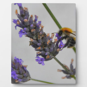 Natur Wunderbare Arbeiter Fotoplatte