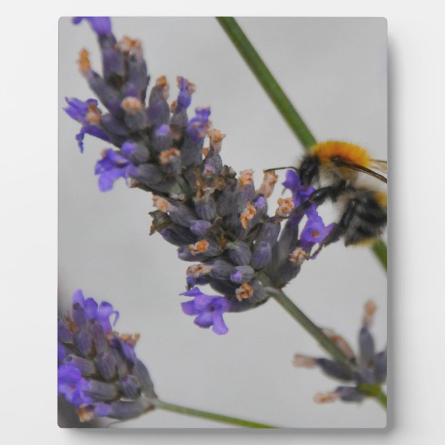 Natur Wunderbare Arbeiter Fotoplatte (Vorderseite)