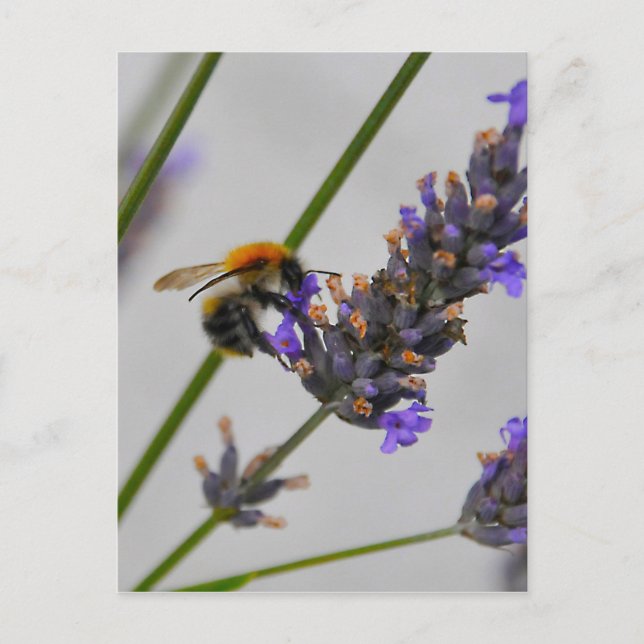 Natur Wunderbare Arbeiter Postkarte (Vorderseite)