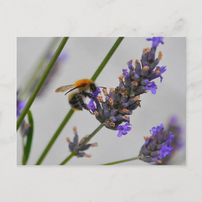 Natur Wunderbare Arbeiter Postkarte (Vorderseite)