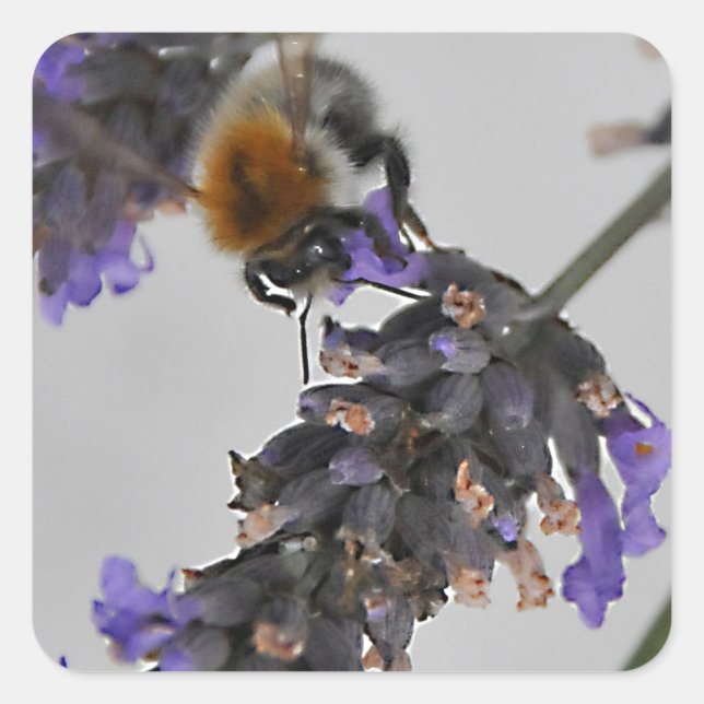 Natur Wunderbare Arbeiter Quadratischer Aufkleber (Vorderseite)