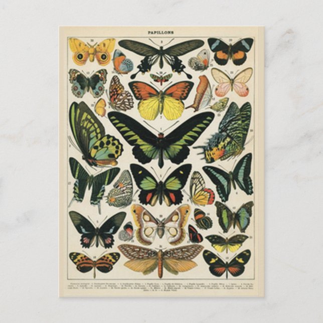 Natural History Butterfly Postkarte (Vorderseite)