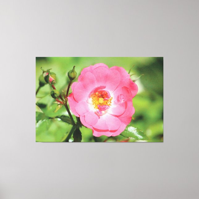Natural Pink Garden Rose Leinwand (Vorderseite)
