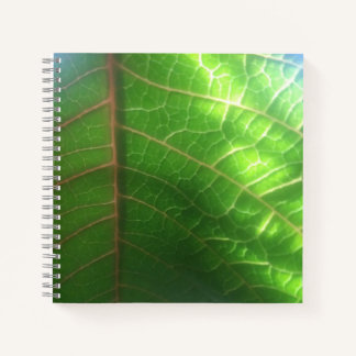 Naturally Lit Poinsettia Leaf Notizbuch