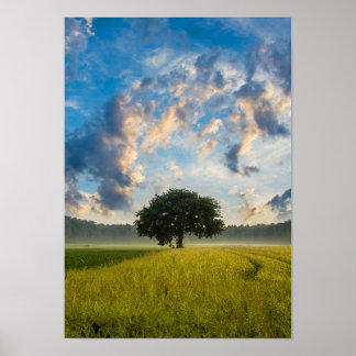 Naturbaum Grüngras Wildblauer Himmel Sommer Poster