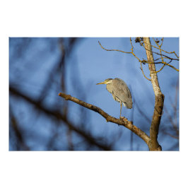 Naturbild des Bartherons Poster