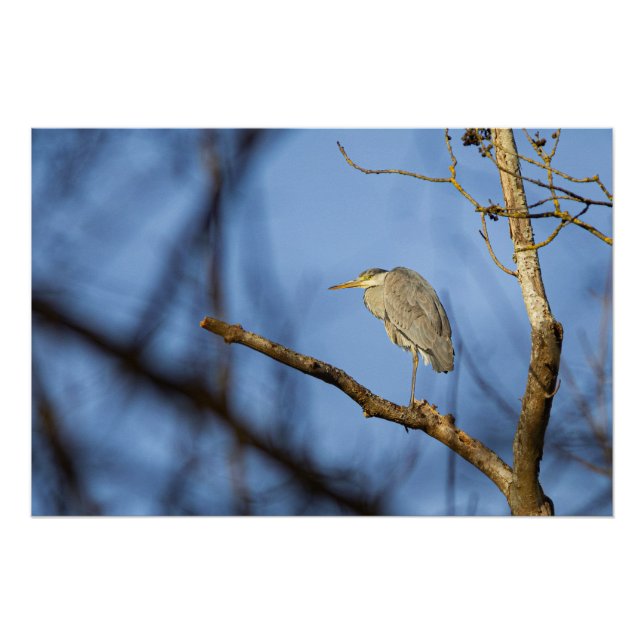 Naturbild des Bartherons Poster (Vorderseite)