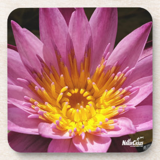 NaturCraze Pink Lotus Blume Hartkunststoff Unterse Getränkeuntersetzer