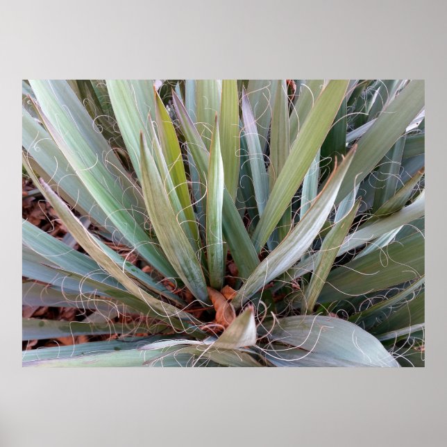 Naturdekorationen Poster (Vorne)