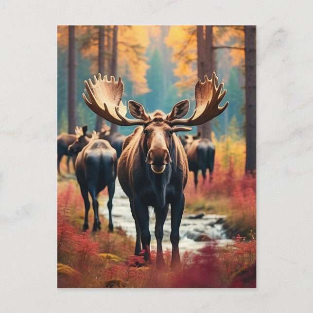 *~* Nature AP49 MOOSE Forest PINES STREAM Postkarte (Vorderseite)