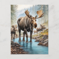 *~* Nature AP49 MOOSE HERD Forest STREAM