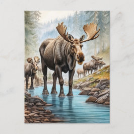*~* Nature AP49 MOOSE HERD Forest STREAM Postkarte