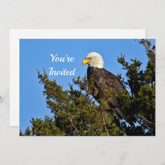 Nature Bald Eagle Wildlife Foto Geburtstag Einladung (Vorne/Hinten)
