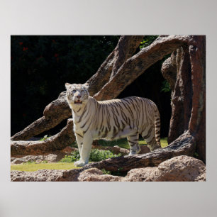Nature Bengalisch White Tiger Fotografy Poster