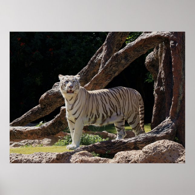 Nature Bengalisch White Tiger Fotografy Poster (Vorne)