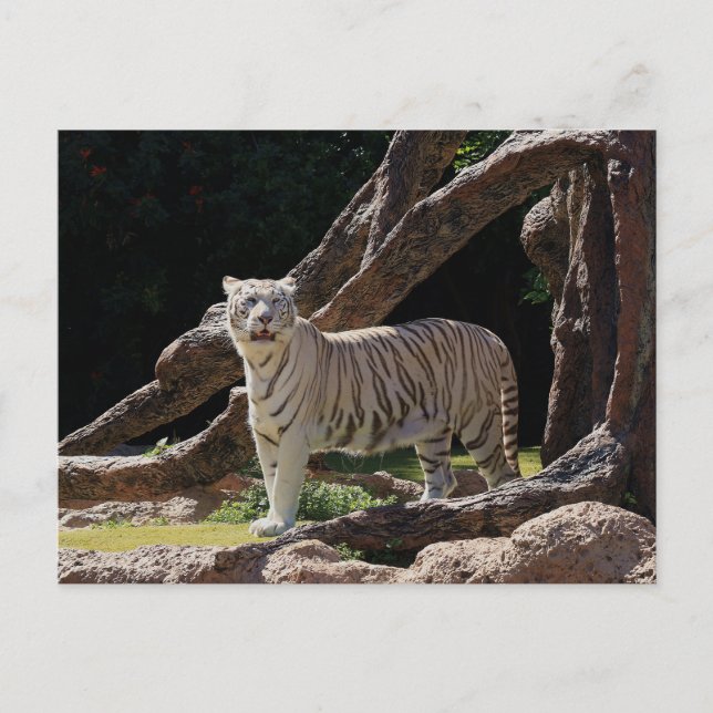 Nature Bengalisch White Tiger Fotografy Postkarte (Vorderseite)