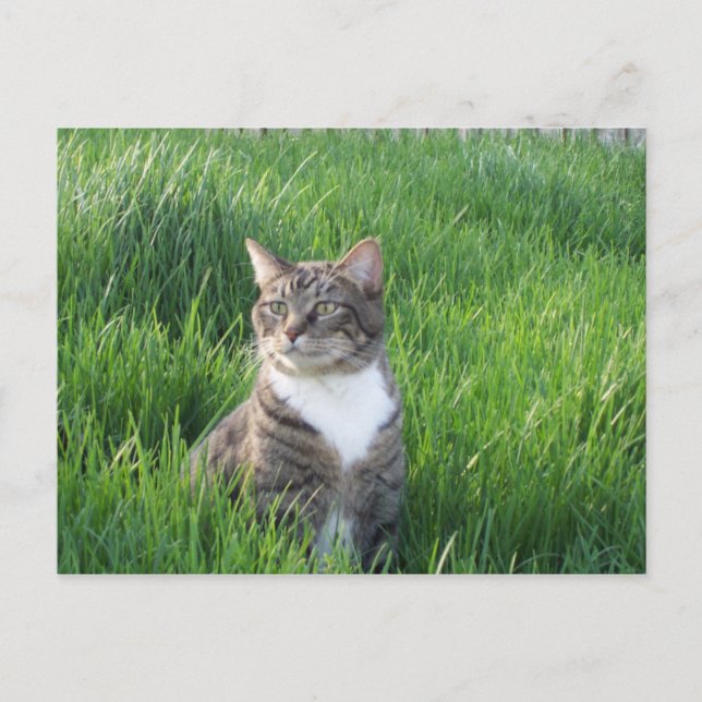 Nature Boy Cat Postcard Postkarte (Vorderseite)
