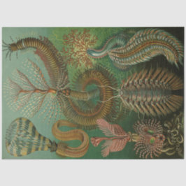 Nature Chaetpoda Ernst Haeckel Decoupage Seidenpapier