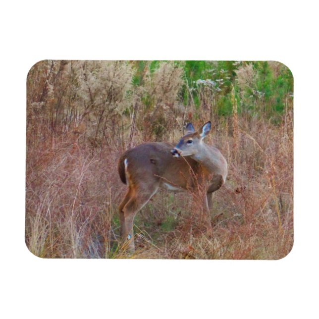 Nature Deer Doe Wildlife Foto Lake Arrowhead Ga. Magnet (Horizontal)