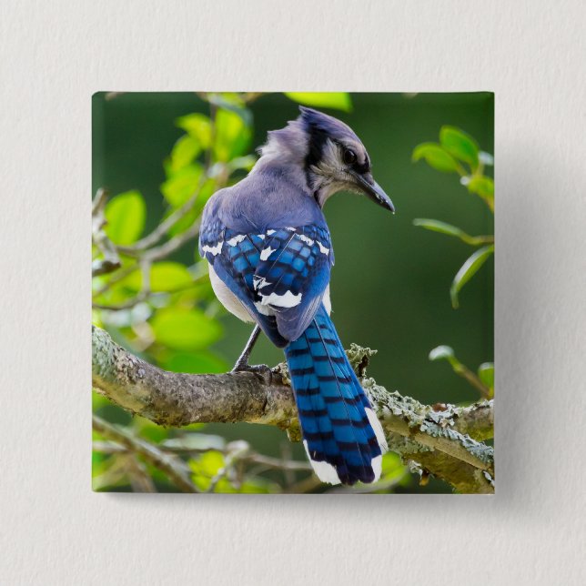 Nature Fotografy Shy Blue Jay Apparel Geschenke Button (Vorderseite)