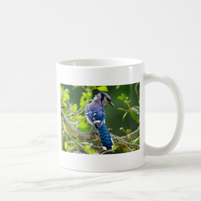 Nature Fotografy Shy Blue Jay Apparel Geschenke Kaffeetasse (Rechts)