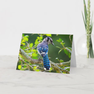 Nature Fotografy Shy Blue Jay Apparel Geschenke Karte