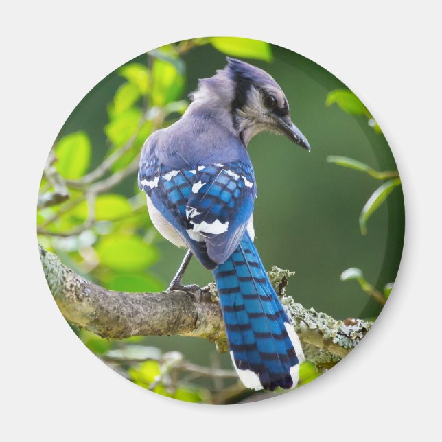 Nature Fotografy Shy Blue Jay Apparel Geschenke Magnet (Vorne)