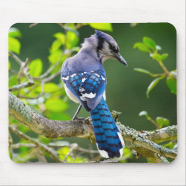 Nature Fotografy Shy Blue Jay Apparel Geschenke Mousepad