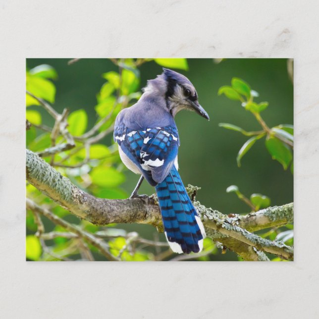 Nature Fotografy Shy Blue Jay Apparel Geschenke Postkarte (Vorderseite)