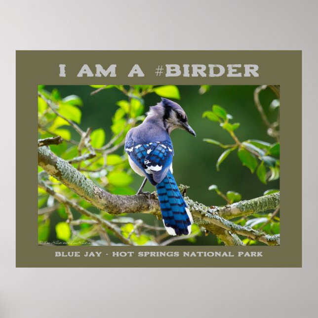 Nature Fotografy Shy Blue Jay Vogelbeobachter Poster (Vorne)