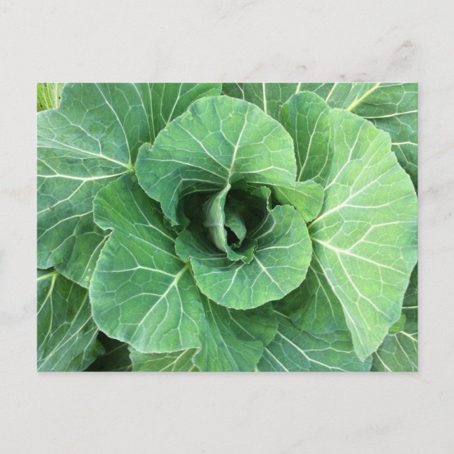 Nature Green Cabbage Postkarte (Vorderseite)