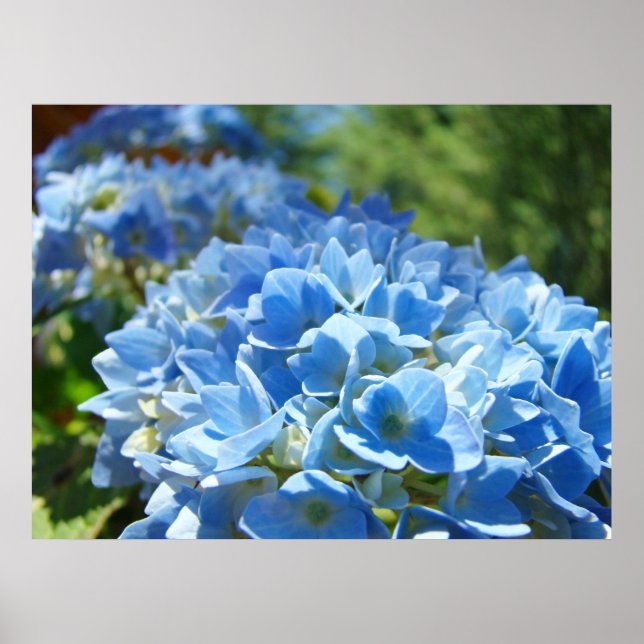 Nature Heals Art Drucke Blue Hydrangea Blume (Vorne)