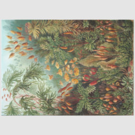 Nature Muscinae Ernst Haeckel Decoupage Seidenpapier
